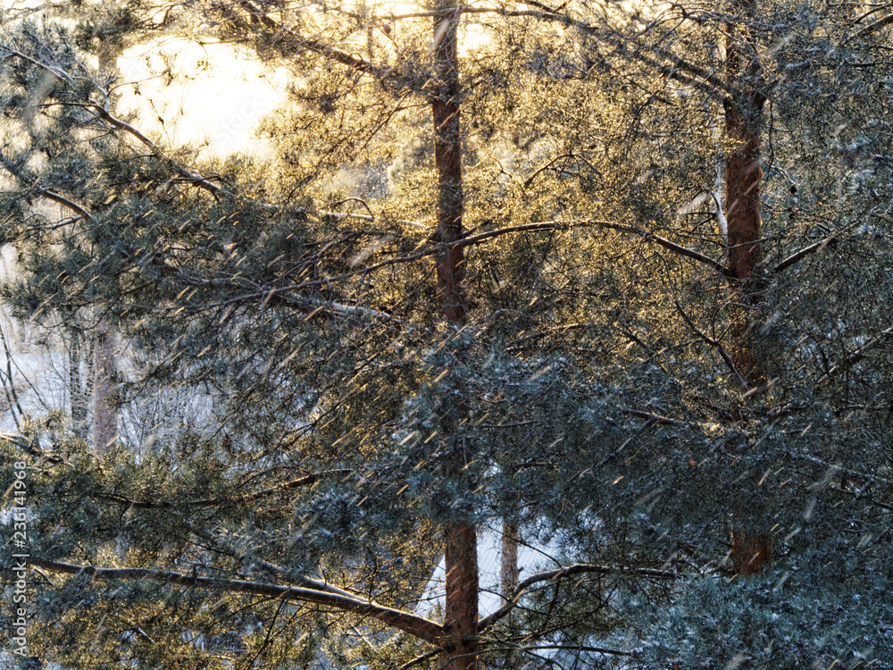 Obraz premium Snowfall in the pine forest