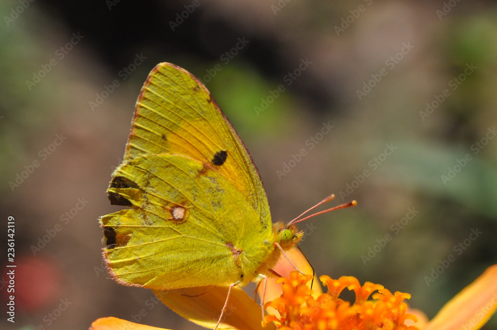 Colias croceus, Clouded Yellow butterfly collecting nectar on flower. Yellow Butterfly flowers in garden in spring Colias croceus, Clouded Yellow butterfly collecting nectar on flower. Yellow Butterfly flowers in garden in spring