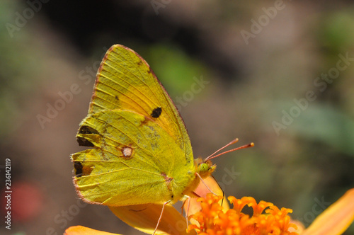 Colias croceus, Clouded Yellow butterfly collecting nectar on flower. Yellow Butterfly flowers in garden in spring