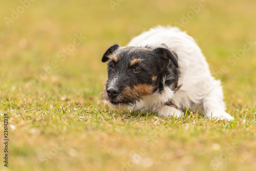 Jack Russell Terrier male. Dog lies with his head on the ground