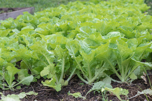  Green Organic Lactuca sativa vegetable garden.Plants on a vegetable in farm.