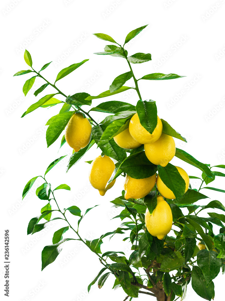 Lemon branch with fruits on white background