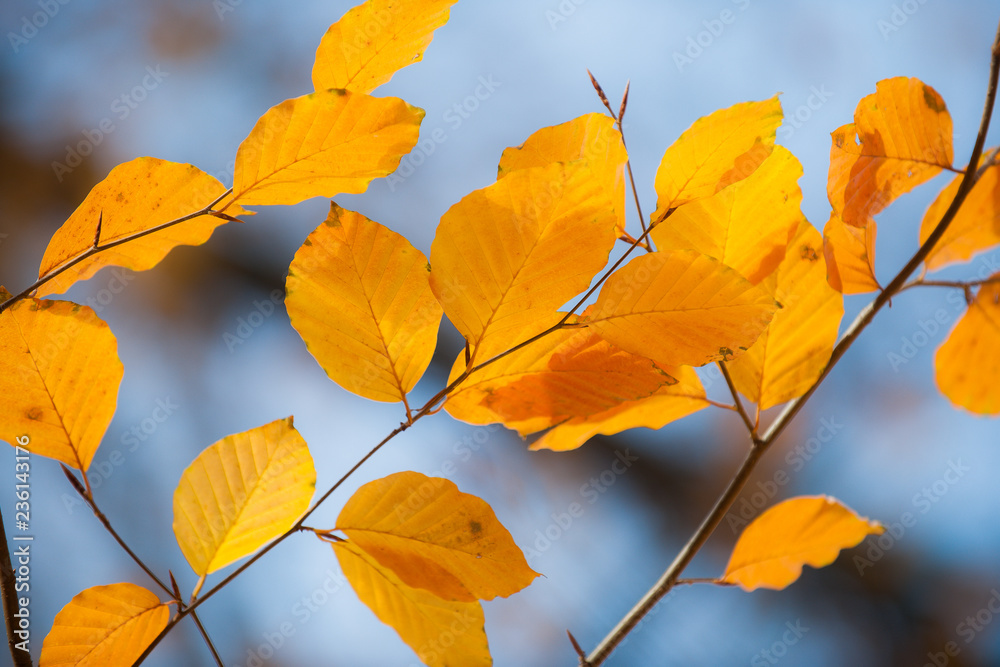 autumn leaves on blue sky autumn leaves on blue sky