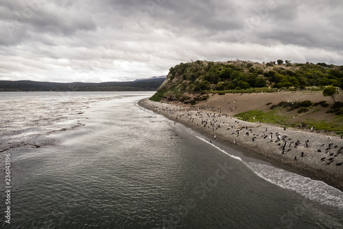 Island of Penguins in the Beagle Channel  Ushuaia  Argentina