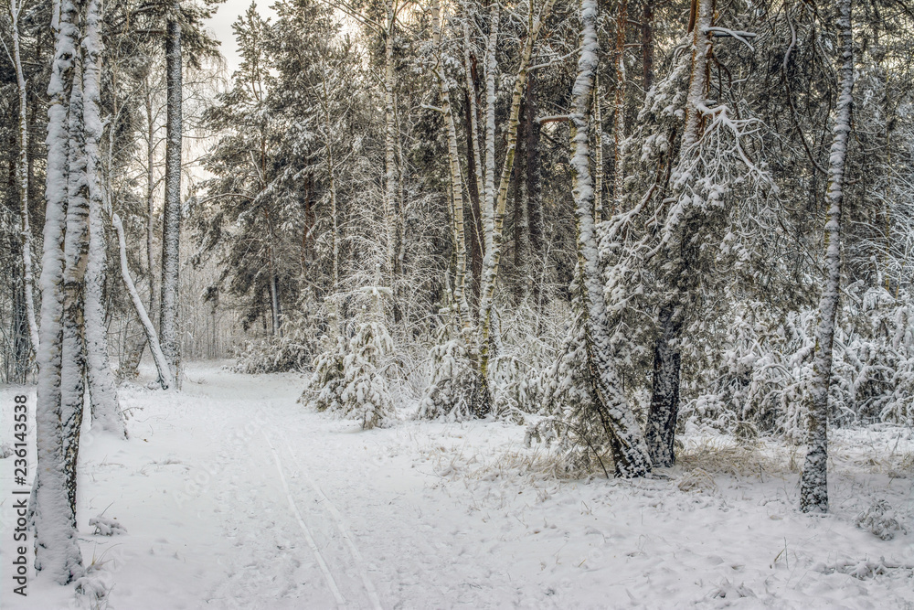 trip to the snowy forest. snow. snowfall. walk in the woods. trip to the snowy forest. snow. snowfall. walk in the woods.