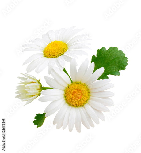 Fototapeta Naklejka Na Ścianę i Meble -  Chamomile flowers composition isolated on white background as package design element