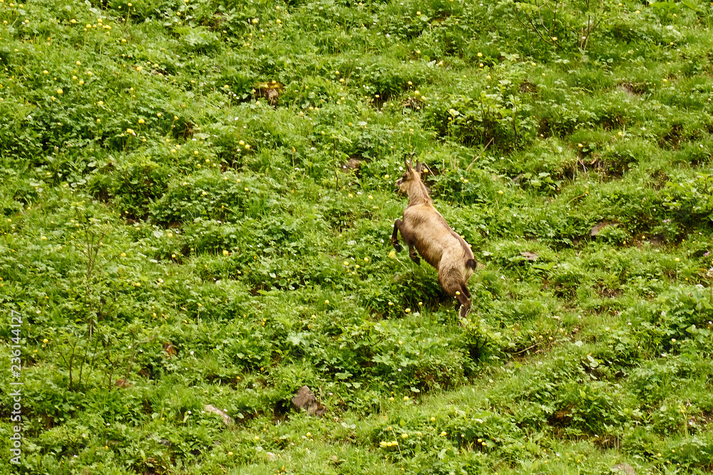 Fototapeta premium Alpengämse flieht über die Almweide