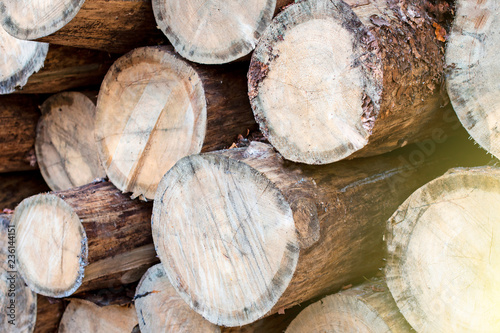 logs of trees - chopped tree trunks