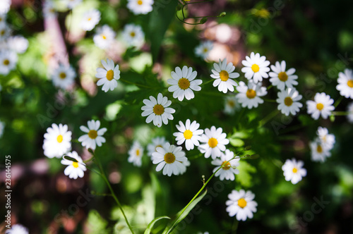 Wild flowers daisies in the forest