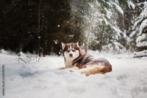 Fototapeta Naklejka Na Ścianę i Meble -  Siberian husky and winter
