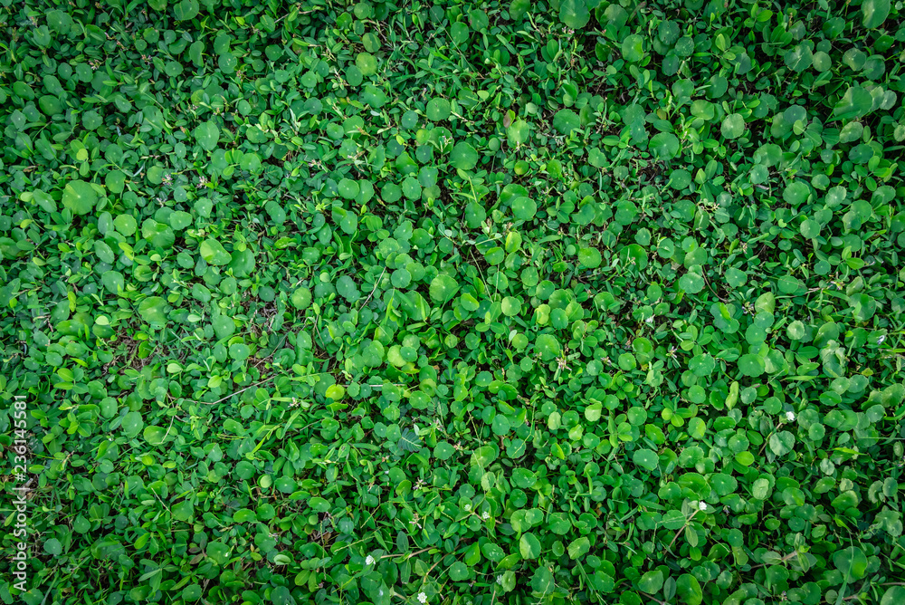 Beautiful green leaves floor of rural country house seamless background wallpaper and texture. Beautiful green leaves floor of rural country house seamless background wallpaper and texture.