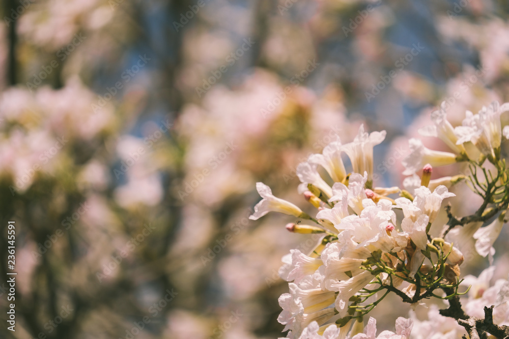 Obraz premium Pink tabebuia rosea blossom cherry flowers in the summer of thailand