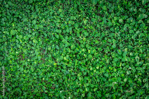 Beautiful green leaves floor of rural country house seamless background wallpaper and texture.