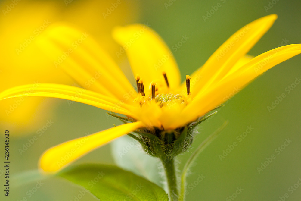 beautiful bright yellow flower of jerusalem artichoke