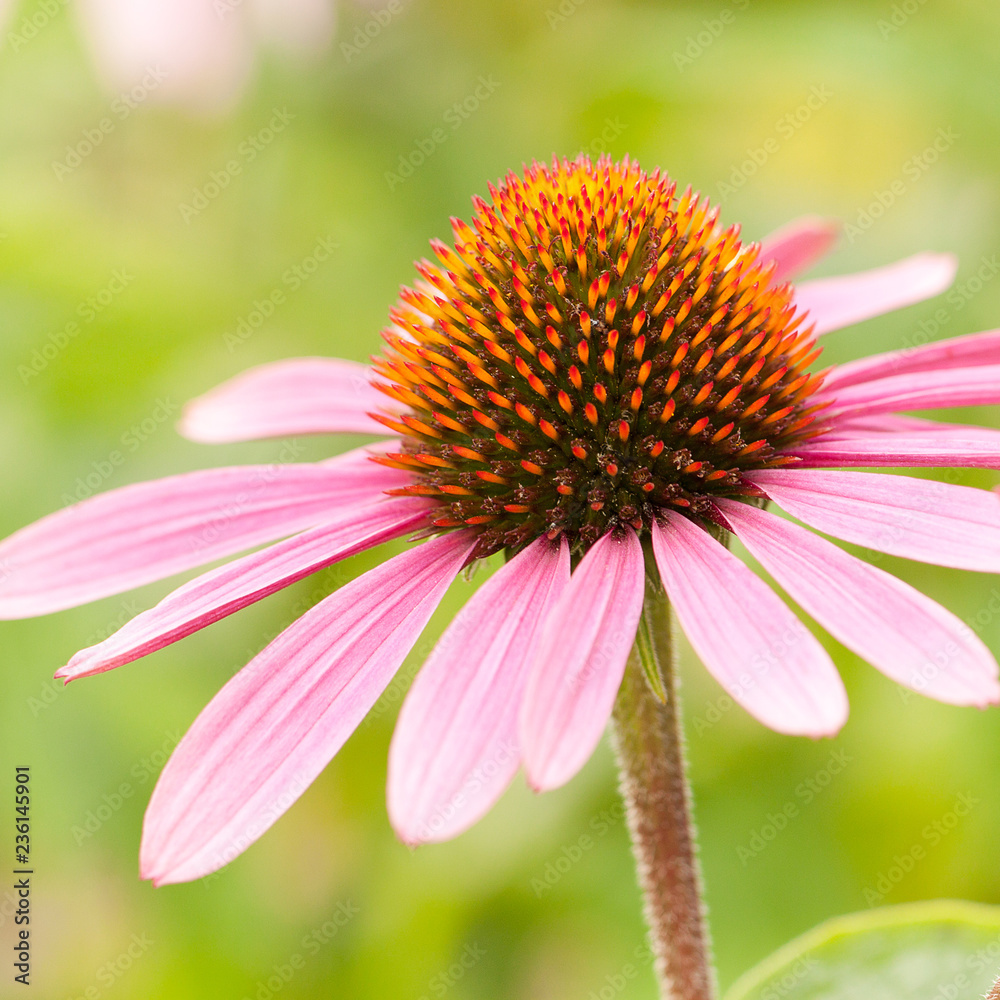 beautiful bright flower of echinacea in a summer park or garden beautiful bright flower of echinacea in a summer park or garden