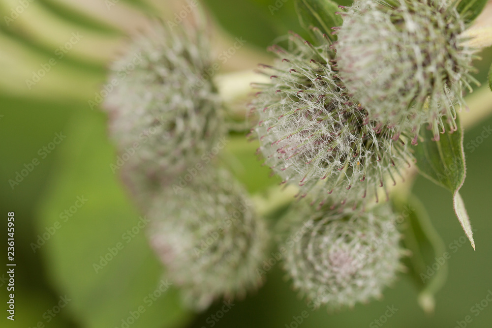 fun beautiful buds of burdock growing in a summer field or in the forest fun beautiful buds of burdock growing in a summer field or in the forest