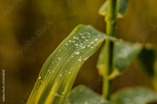 morning soft focus drop of dew on green leave of wild plant nature environment