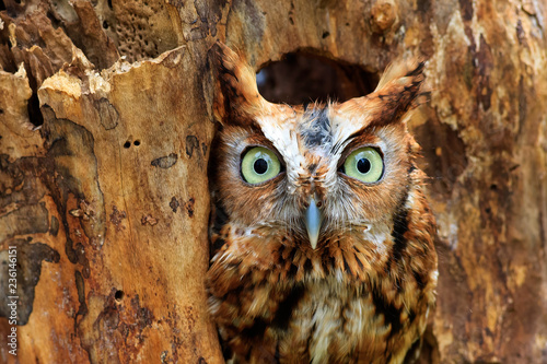 Eastern Screech Owl Perched in a Hole in a Tree