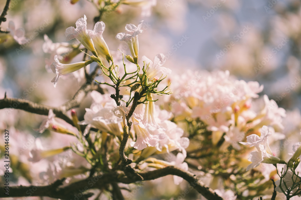 Obraz premium Pink tabebuia rosea blossom cherry flowers in the summer of thailand