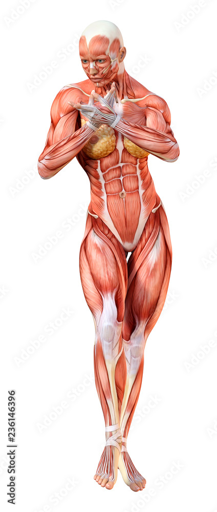 3d rendered medical illustration of a tall female body Stock