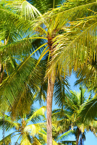 palm, tree, tropical, sky, coconut, beach, palm tree, nature, green, summer, blue, island, sun, trees, vacation, caribbean, travel, leaf, exotic, sea, plant, palms, holiday, relax, paradise