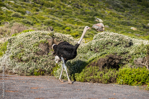 Male ostrich walking along the tarred road of the Cape of Good Hope, South Africa.