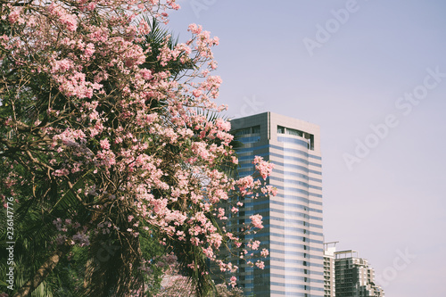 city view of Suan Rod Fire near BTS Mo Chit in Bangkok, Thailand. Tower with full of Pink Trumpet Flower growing.  © Pantira