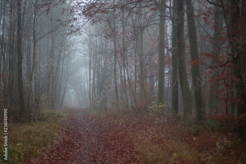 autumn forest road on a foggy morning