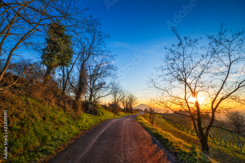 Strada collinare al tramonto in paesaggio autunnale con coltivazione di vigne