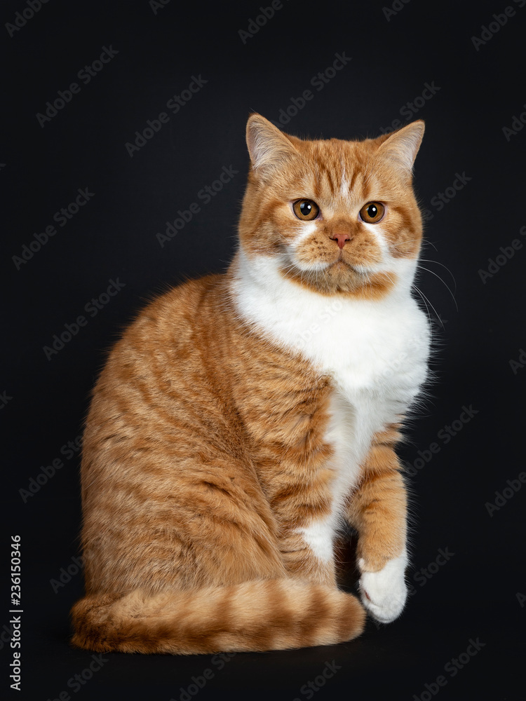 Cute youngster red tabby with white British Shorthair cat kitten sitting up with paw lifted and tail around body, looking beside lens with orange eyes. Isolated on black Background.