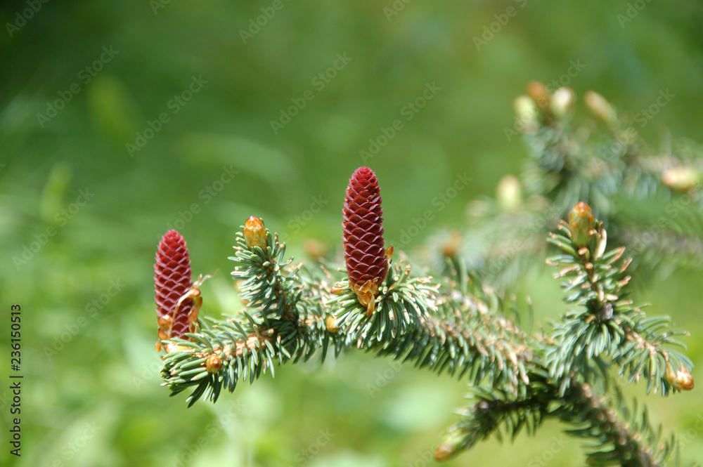 Spurce branch and cones Spurce branch and cones