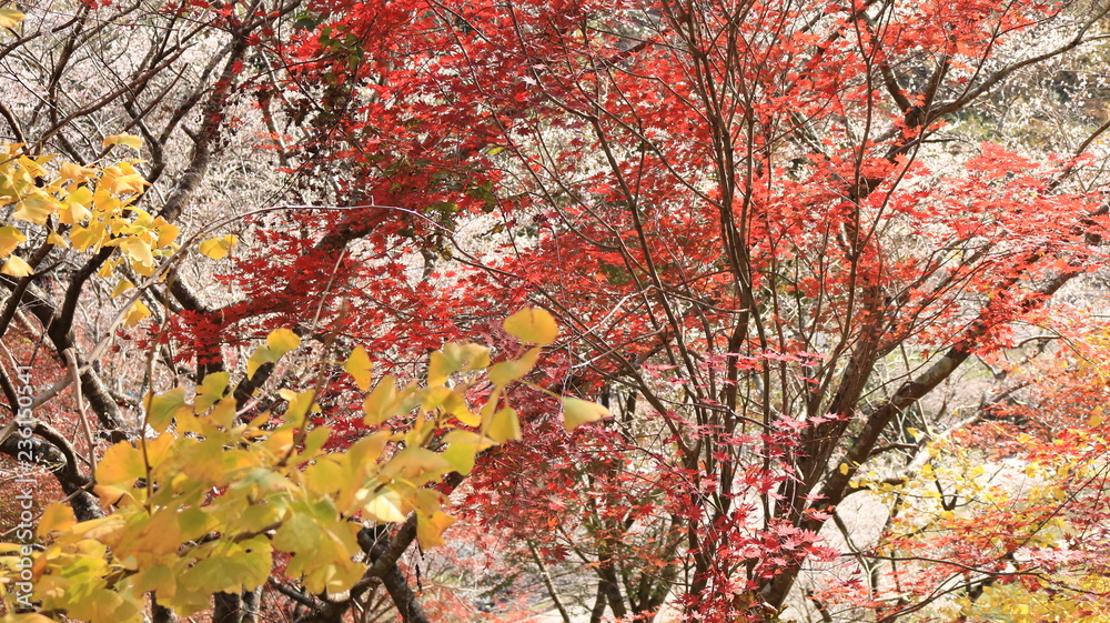 Fototapeta premium 銀杏と色づく紅葉