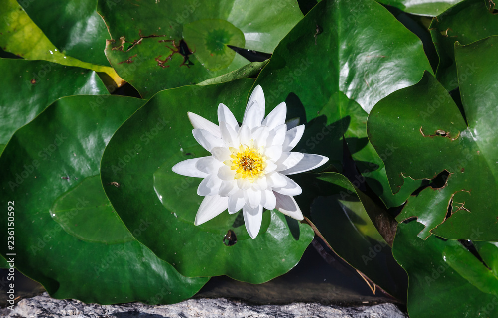Pink lotus with yellow pollen on surface of pond