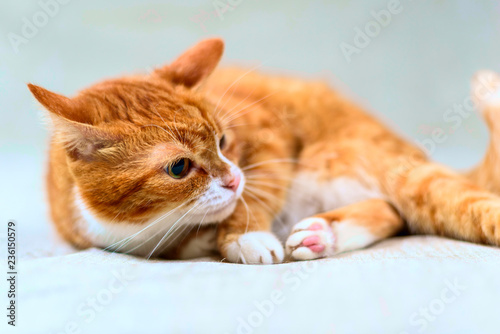 Fototapeta Naklejka Na Ścianę i Meble -  studio portrait of a red cat
