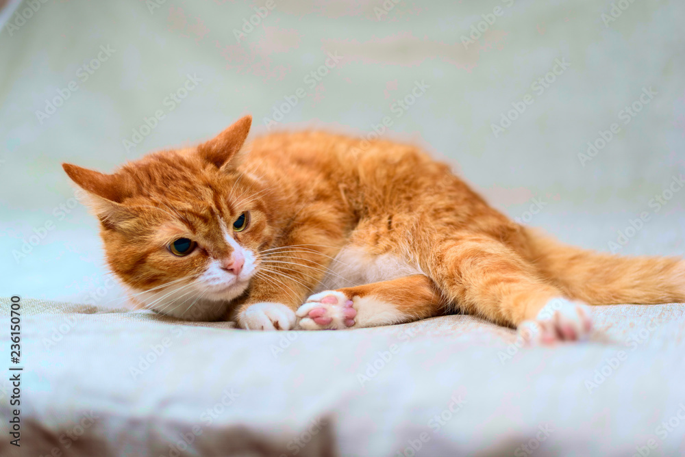 studio portrait of a red cat