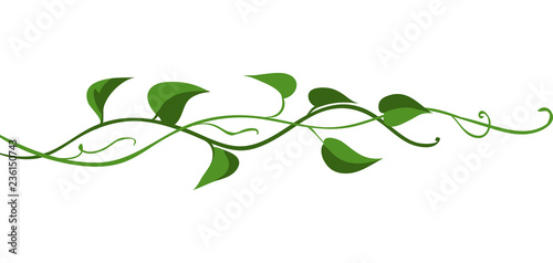 Twisted wild liana branch.