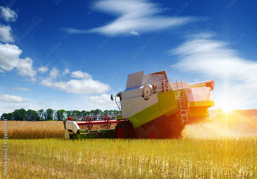 Obraz premium Combine working in field.