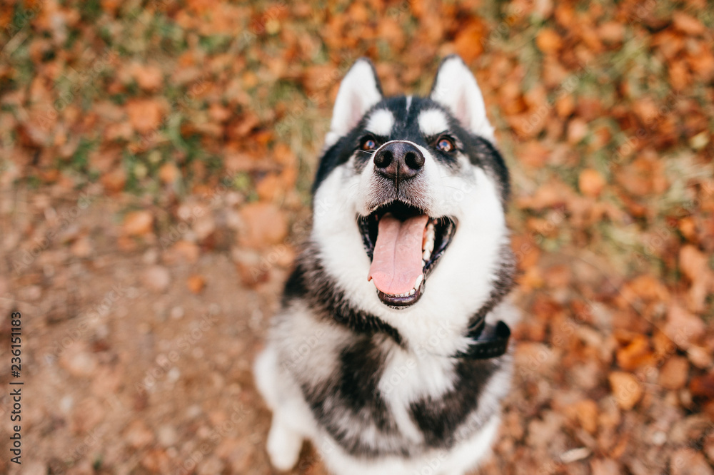 Obraz premium Pies rasy Husky siedzi na liściach jesienią