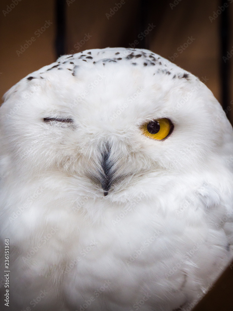 A beautiful and humorous or funny wildlife photograph of a snowy owl winking one of its eyes as it looks at the camera with a bright orange or yellow eye open and bright white feathers. A beautiful and humorous or funny wildlife photograph of a snowy owl winking one of its eyes as it looks at the camera with a bright orange or yellow eye open and bright white feathers.