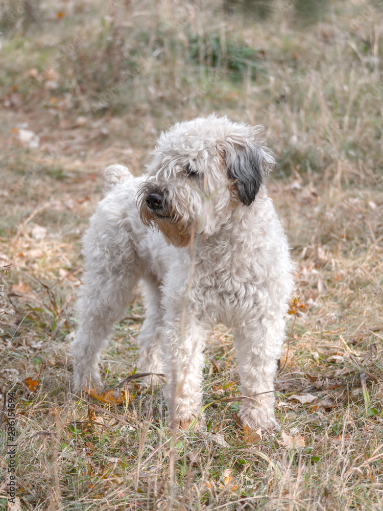 A beautiful full body animal pet portrait of a soft coated wheaten terrier dog as it stands on a brown patch of grass in a meadow or prairie and looks off to the side.