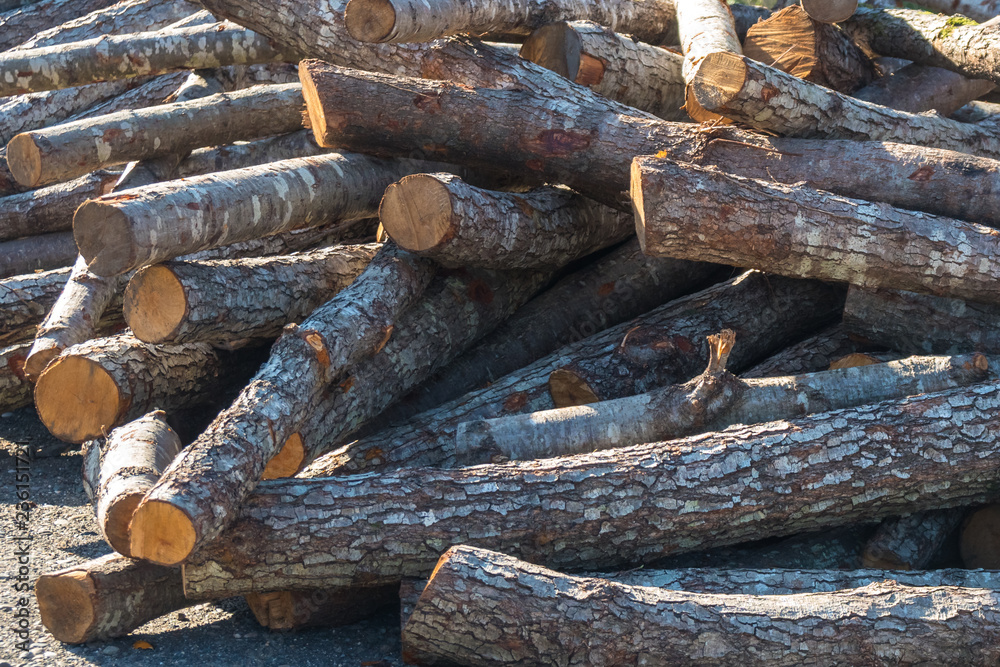 Preparation of firewood for the winter. firewood background, Stacks of firewood in the forest. Pile of firewood Preparation of firewood for the winter. firewood background, Stacks of firewood in the forest. Pile of firewood