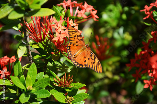 Beautiful red ixora flowers on green background with butterfly, tropical plants, Dominican Republic