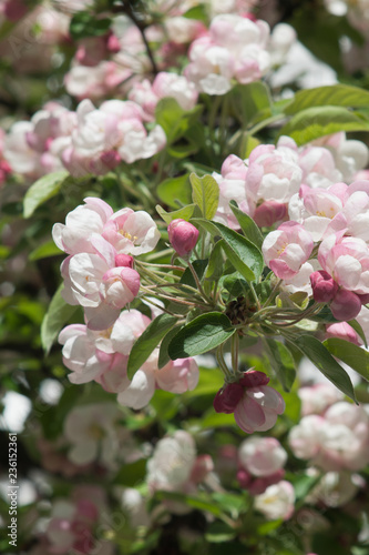 pink flowers in the garden