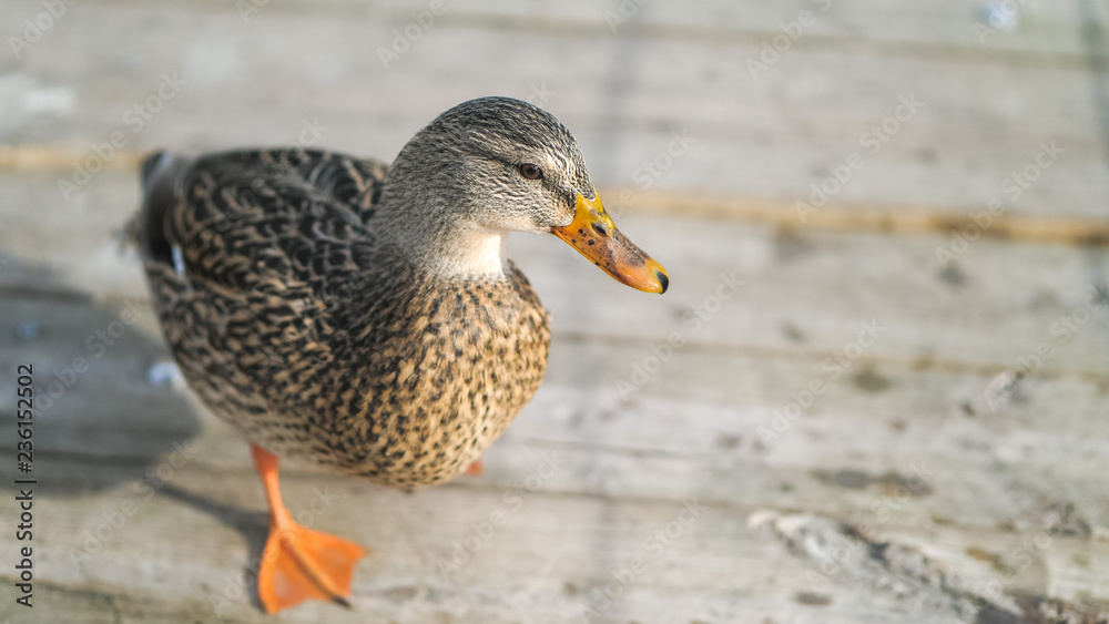 A beautiful close up wildlife photograph of a female mallard duck or hen standing on a wooden bridge or boardwalk on a sunny winter day. A beautiful close up wildlife photograph of a female mallard duck or hen standing on a wooden bridge or boardwalk on a sunny winter day.