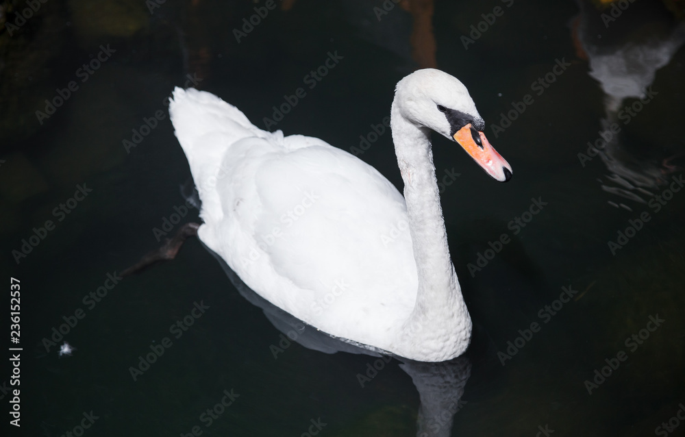 Fototapeta premium White Swan in the pond