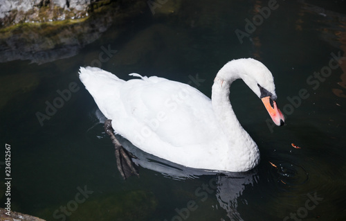 White Swan in the pond