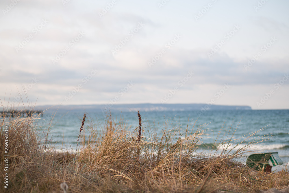 tree on the beach