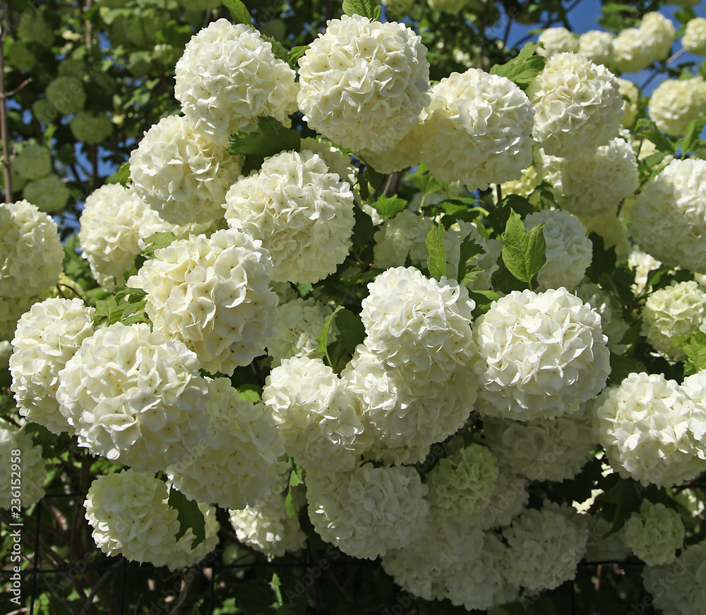Viburnum opulus Viburnum opulus