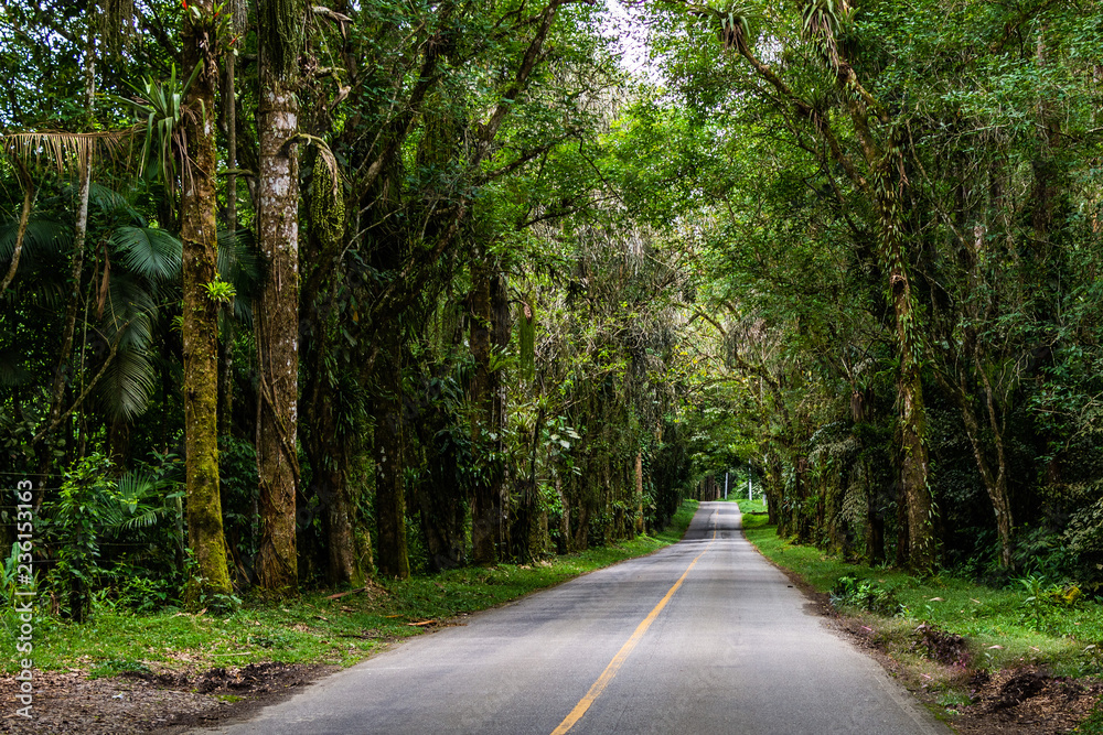 Naklejka premium Road inside a rainforest in Brazil