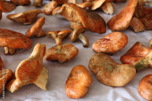 Some wet saffron milk cap mushrooms (Lactarius deliciosus), very similar to Lactarius sanguifluus and Lactarius deterrimus, drying on a cloth